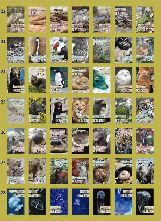 Kalendarz dzienny himekuri 2026 | ZOO - Image 6
