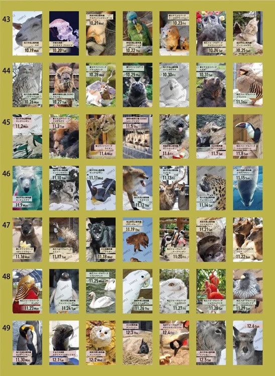 Kalendarz dzienny himekuri 2026 | ZOO - Image 9