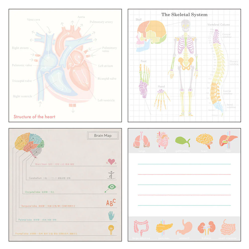 Notes Memo Pad Study Holic | Fizjologia człowieka - Image 2
