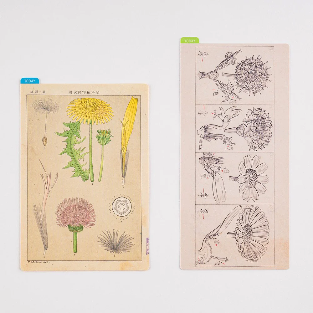 Liniuszek Hobonichi Weeks | Tomitaro Makino - Image 3