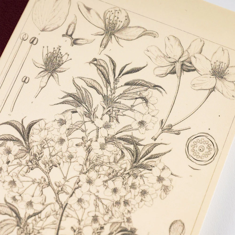 Notatnik Hobonichi Notebook: Yamazakura A5 - Image 2