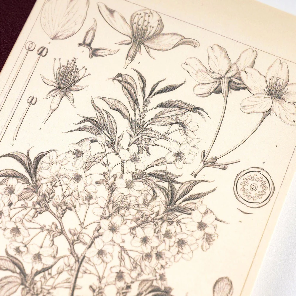 Notatnik Hobonichi Notebook: Yamazakura A6 - Image 2