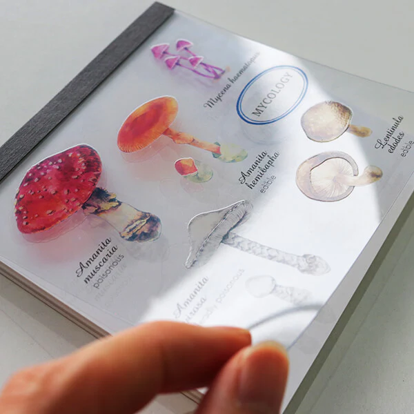 Notes Memo Pad Study Holic | Mykologia - Image 3